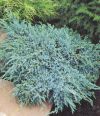 JUNIPERUS SQUAMATA ''BLUE CARPET''